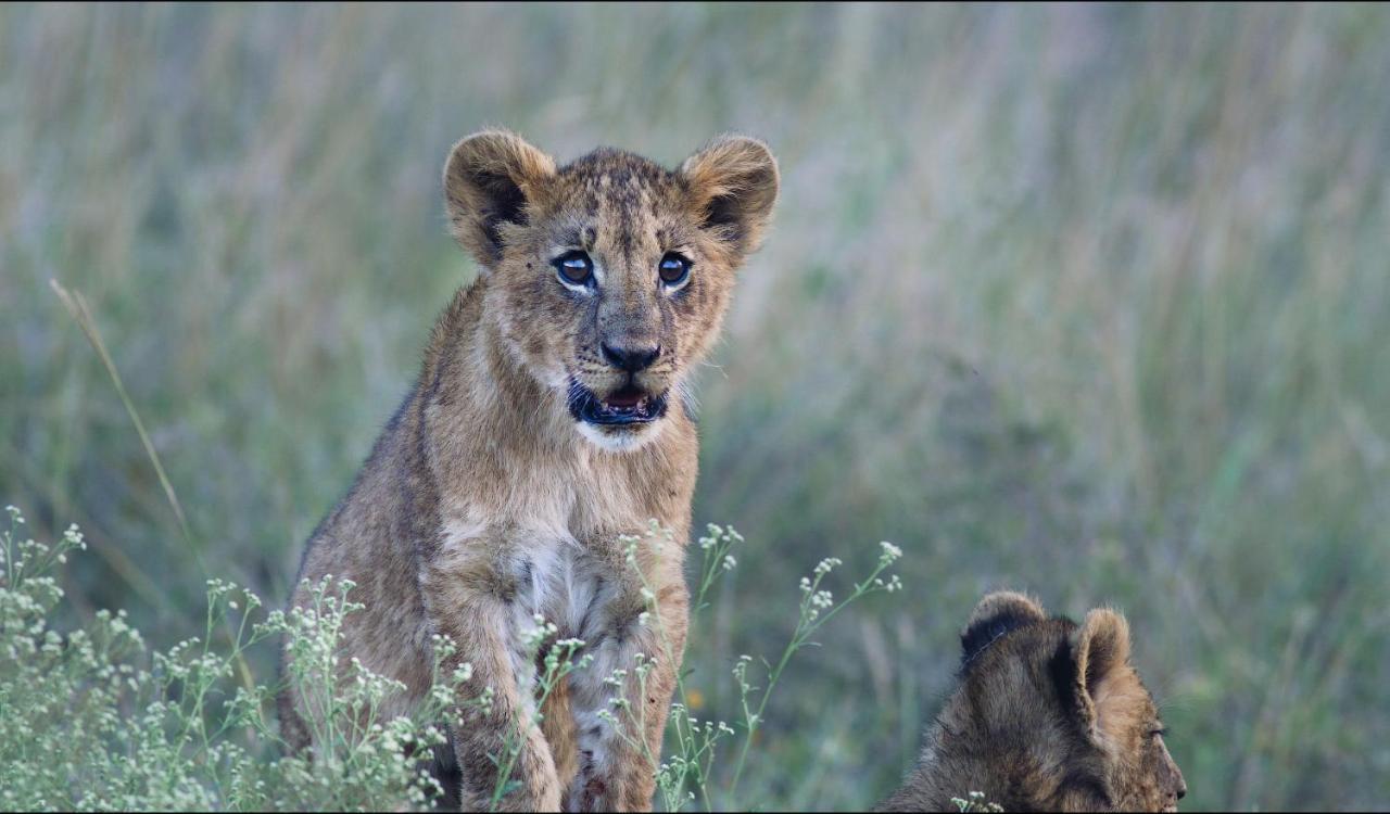 Ololo Safari Lodge Nairobi Exteriör bild